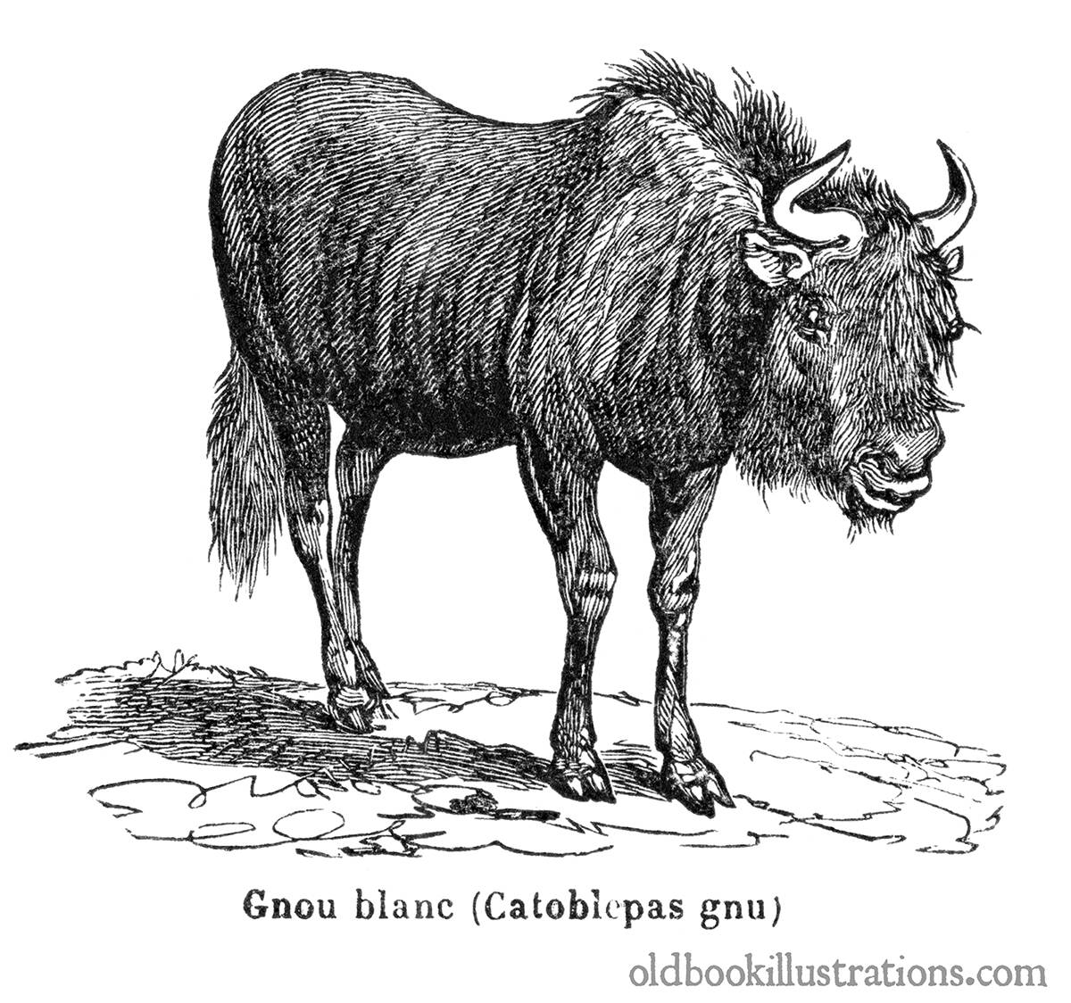 Image of a Wildebeest